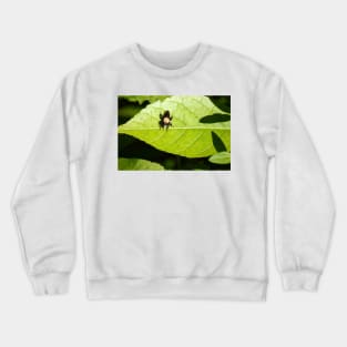 Robber Fly Crewneck Sweatshirt